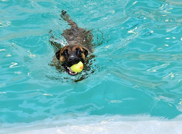 dog-swimming-request Dog swimming with tennis ball in its mouth