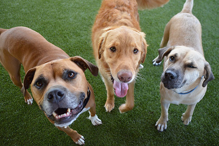 group-dog-daycare-3 3 dogs looking at the camera waiting for a treat