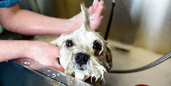 bathing Dog getting a bath