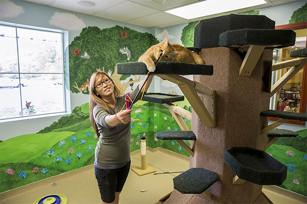 cat-boarding-2 Woman playing with a cat in a cat tree