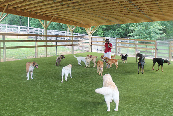 dog-boarding-3 Group of dogs playing outdoors