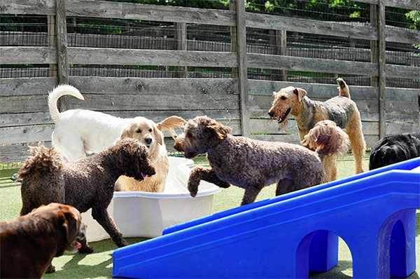 dog-daycare-0 Group of dogs playing in wading pools