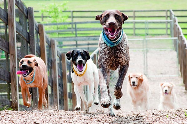 dog-daycare-1 Dogs running in a group