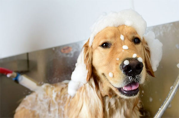join-our-team-2 Dog getting a shampoo