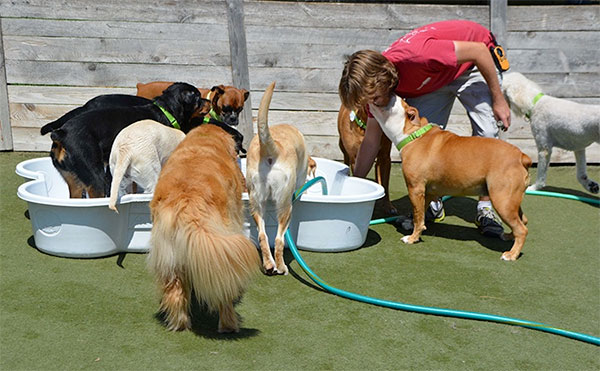 join-our-team-3 Dogs playing in baby pools