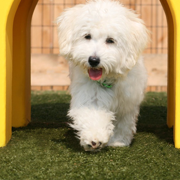 Savannahbillboard Savannah small white dog