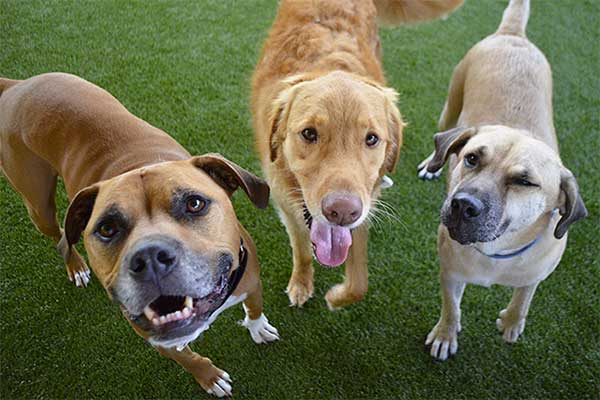 daycare-3 Group of dogs looking at the camera