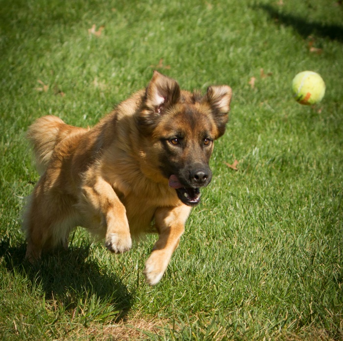 tamaleballair-1 dog chasing tennis ball